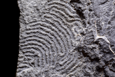 Traces d'Helmintoïdes dans un schiste